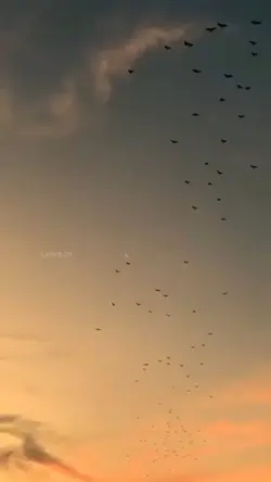 bird in flight