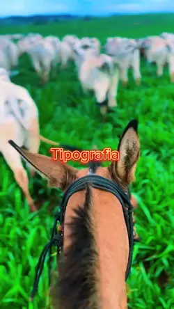 CANÁRIO COMPOSITOR 