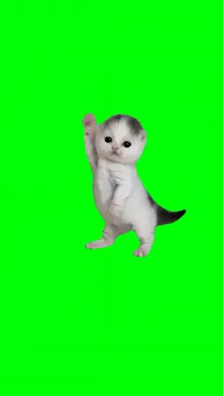 JAPANESE CAT DANCE