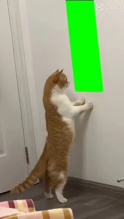 Cat in the mirror