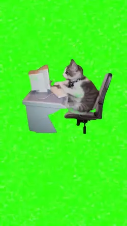 office cat meme