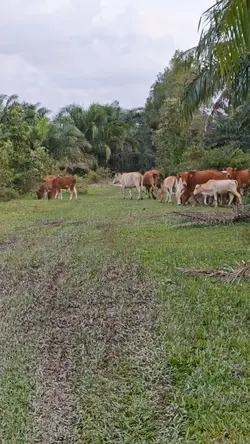 DAGING KORBAN