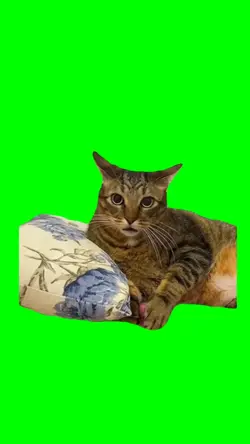 Cat Wake Up