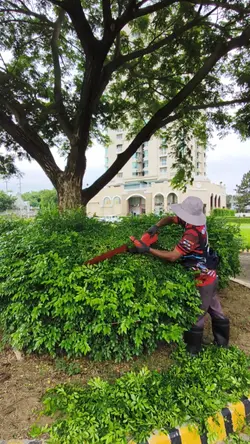 Trimming of Kamuning