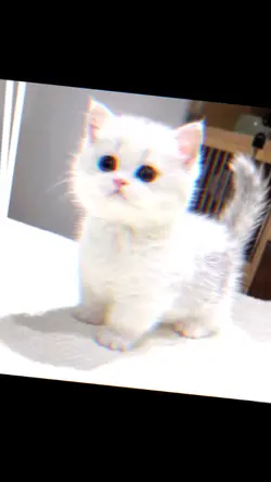 Kedi edit