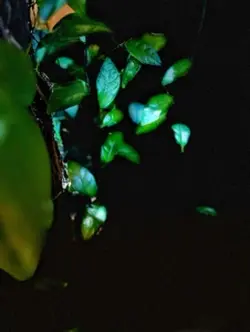 1 đời nhẹ tênh