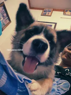 Dog edit