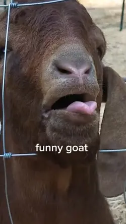 funny goat
