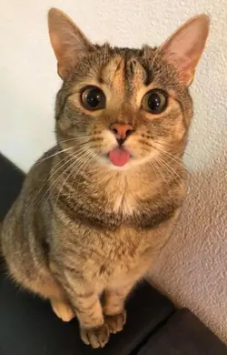 use this cat