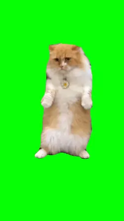 green screen kucing 