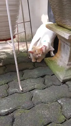 Kucing Hamil