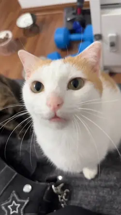 Cat | trend