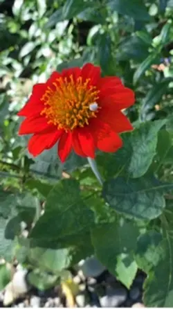 Flores de Mayo