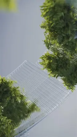 plants ²⁶