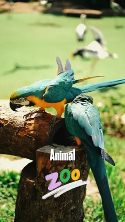 Zoo