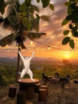 white cat dancing