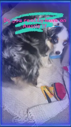 The Aussie Wiggle