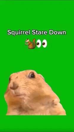 Squirrel Stare Down