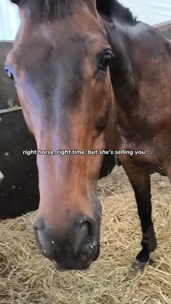 best horse ever