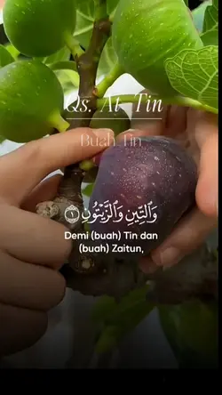surah At-tin
