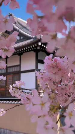 Good bye Sakura