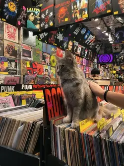aesthetic
