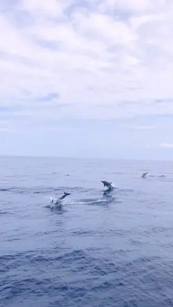 Dolphin