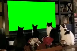 cats watch tv