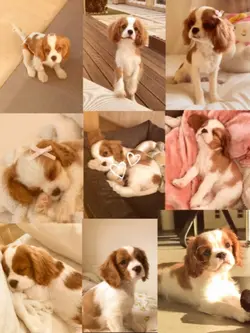 your pet
