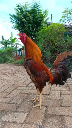 p. foto ayam