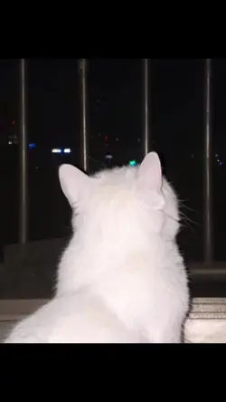 硬曲