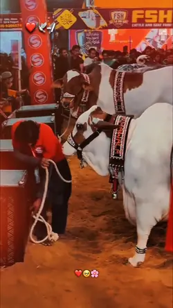 MUNNA HA MUNNA