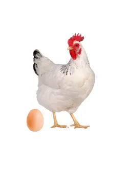 Chicken egg