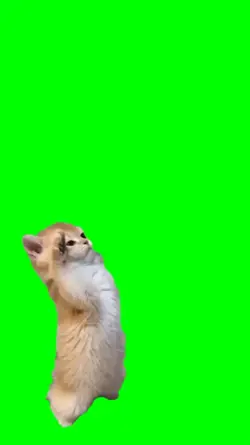Kitty Salute