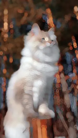 Cat Slow Motion 