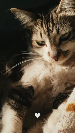 Love Cat 