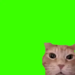 kucing ketawa viral