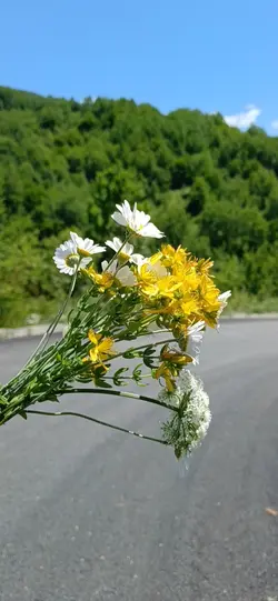 Karadeniz