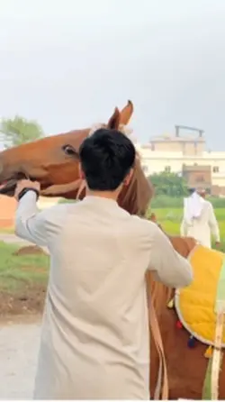 Horse 🐎 Trending 