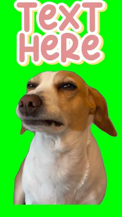 Suspicious Look Dog