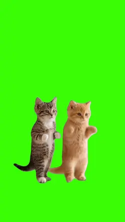 Cat/Gato
