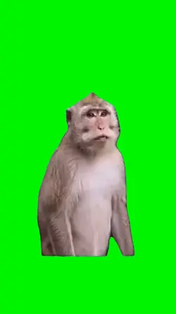 monkey