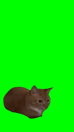 Cat bouncing