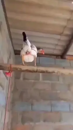 GALINHA - OVO - FY