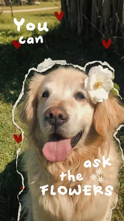 Pet Cutout🌷