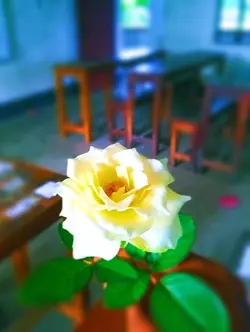 শুধু তুমি তুমি