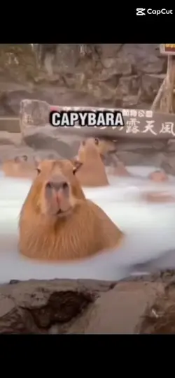 capybara