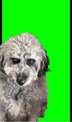 Dog creepy smile 