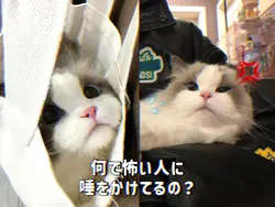 グッボイくん