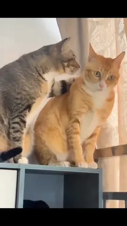 trend kucing
